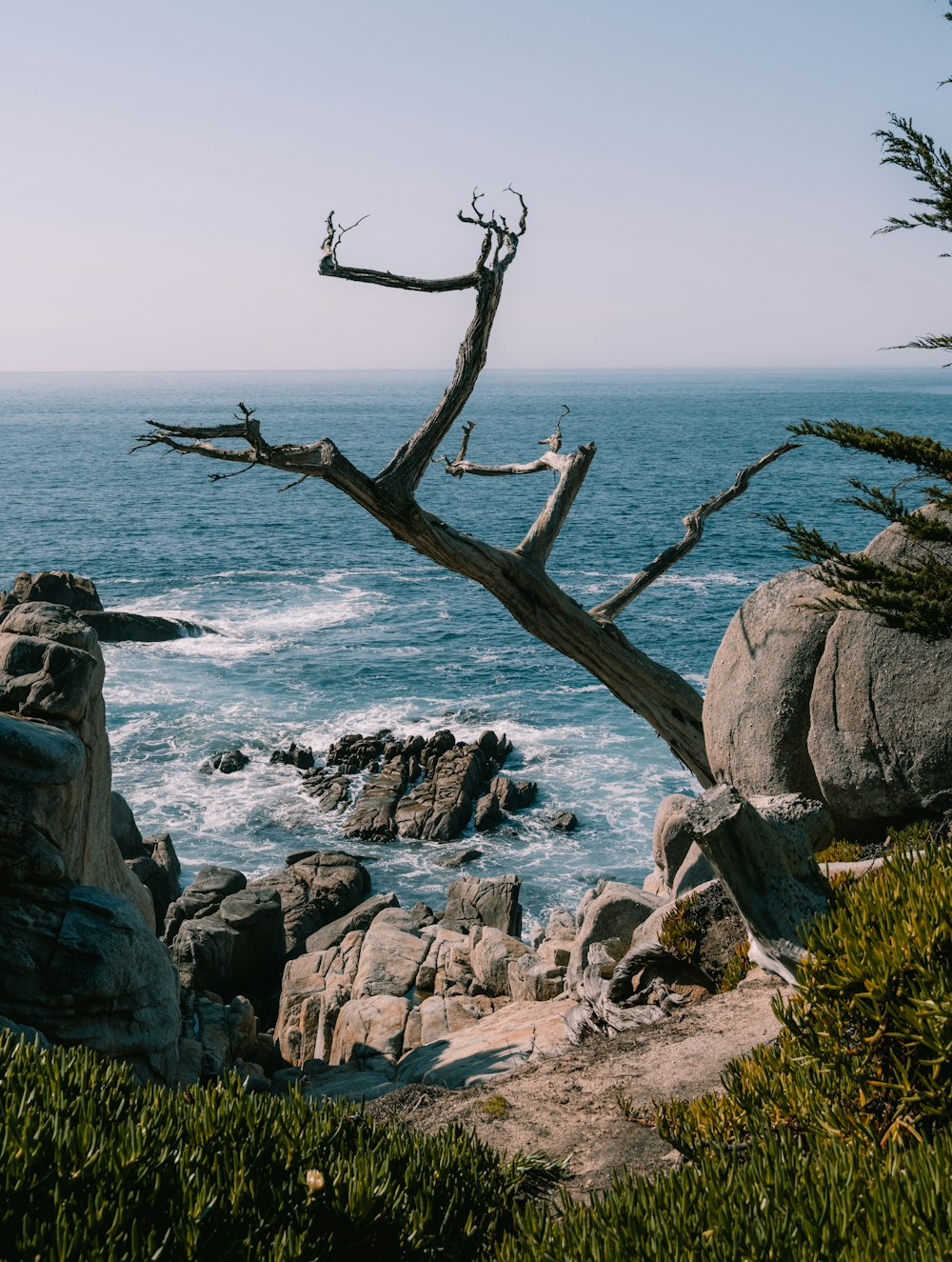 a lone tree on a rocky cliff overlooking the ocean