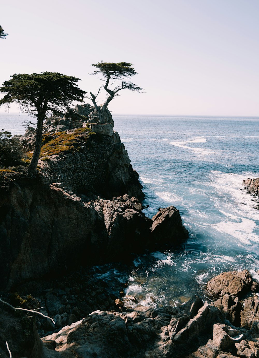 a lone tree on a rocky cliff overlooking the ocean