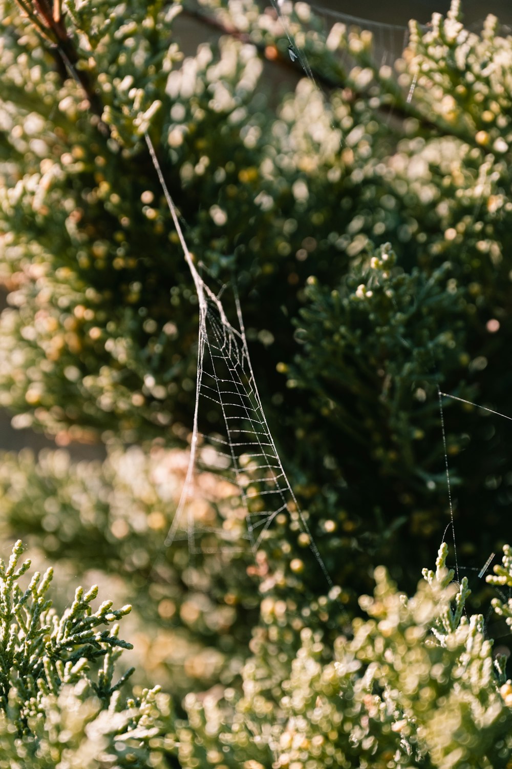 a spider web hanging from a tree branch