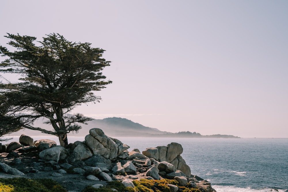 a lone tree on a rocky shore by the ocean