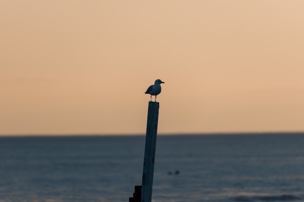 a bird sitting on top of a wooden post near the ocean