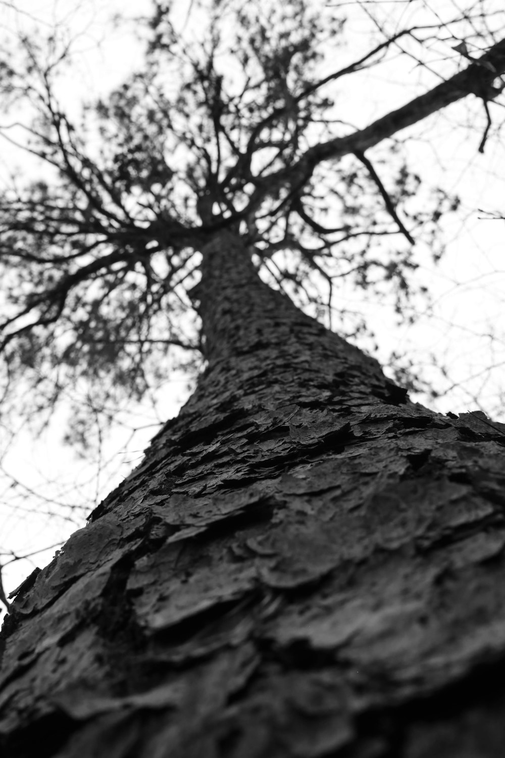 a black and white photo of a tall tree