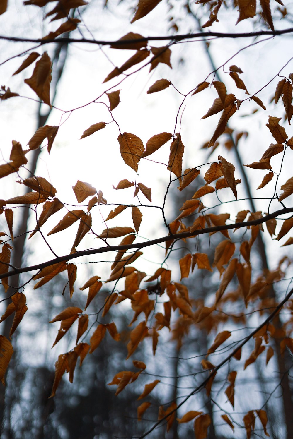 a tree branch with some leaves on it