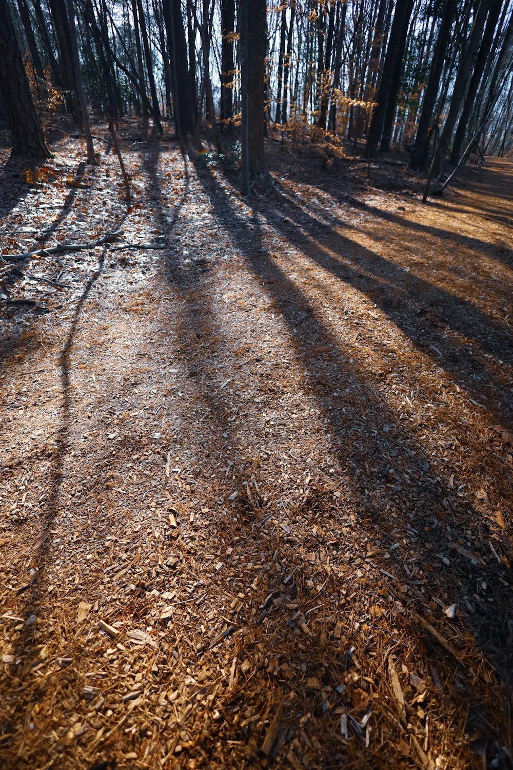 the shadow of trees on the ground in the woods