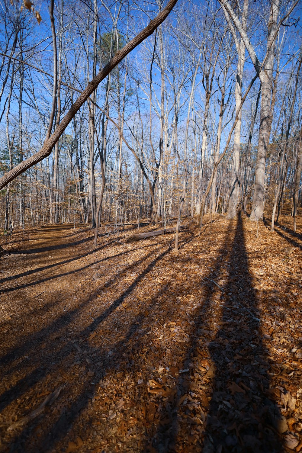 the shadow of a tree in the middle of a forest