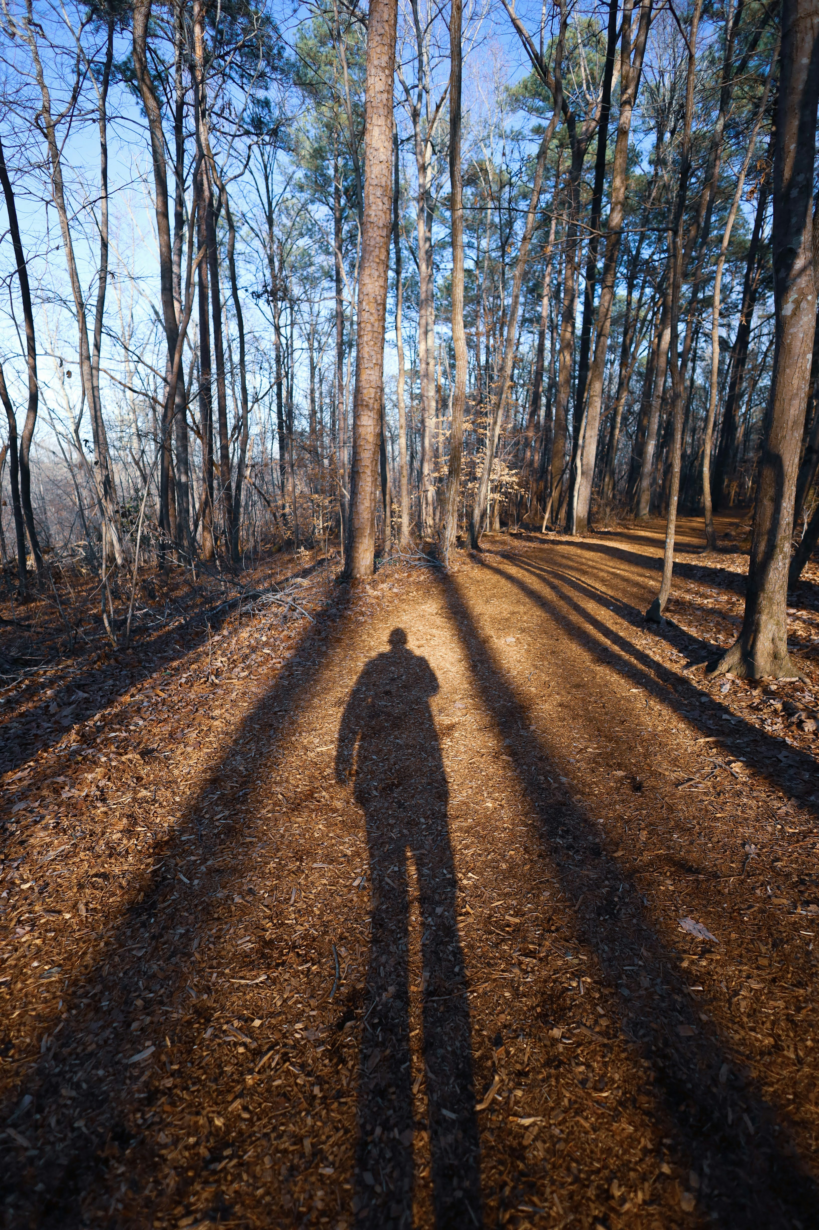 A shadow of a person standing in the middle of a forest photo – Free ...