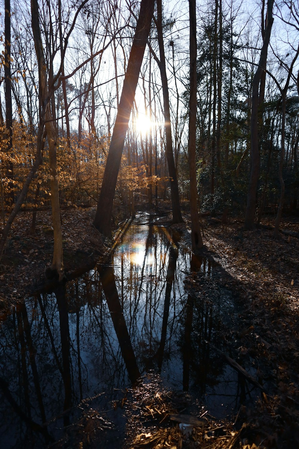 the sun is shining through the trees and reflecting in the water