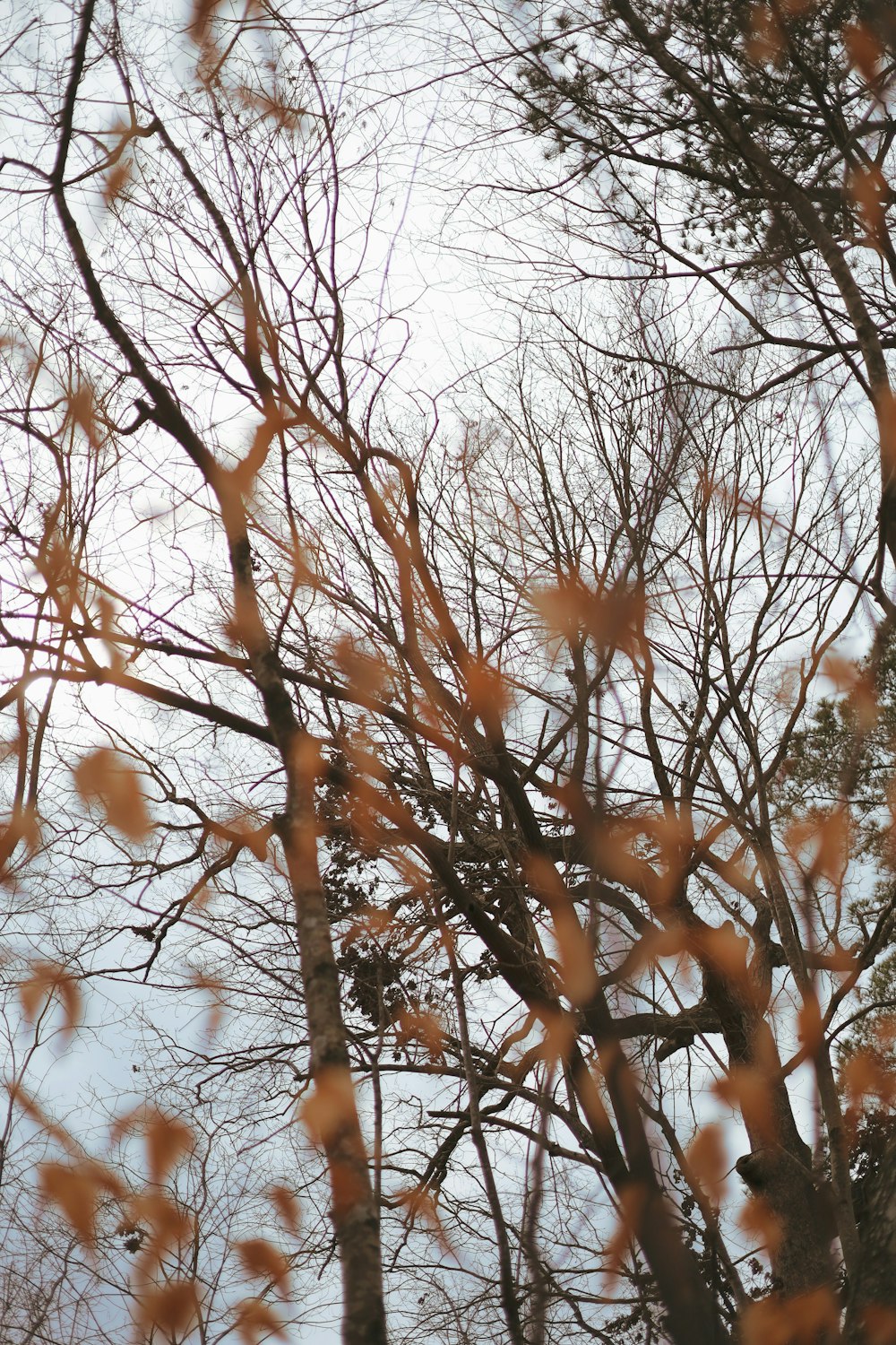 a bird is perched on a tree branch