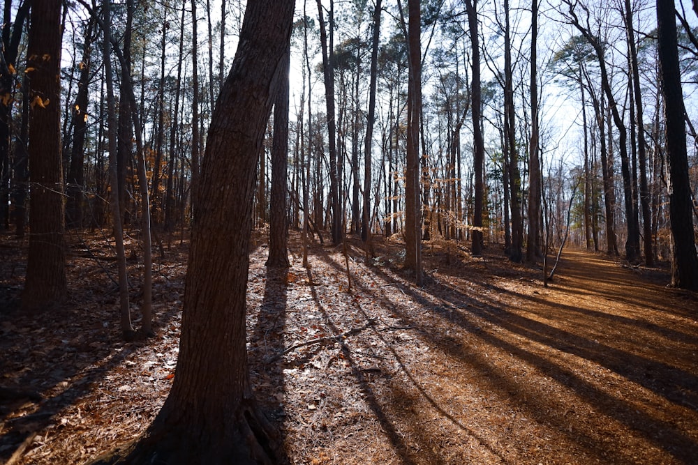 the sun is shining through the trees in the woods