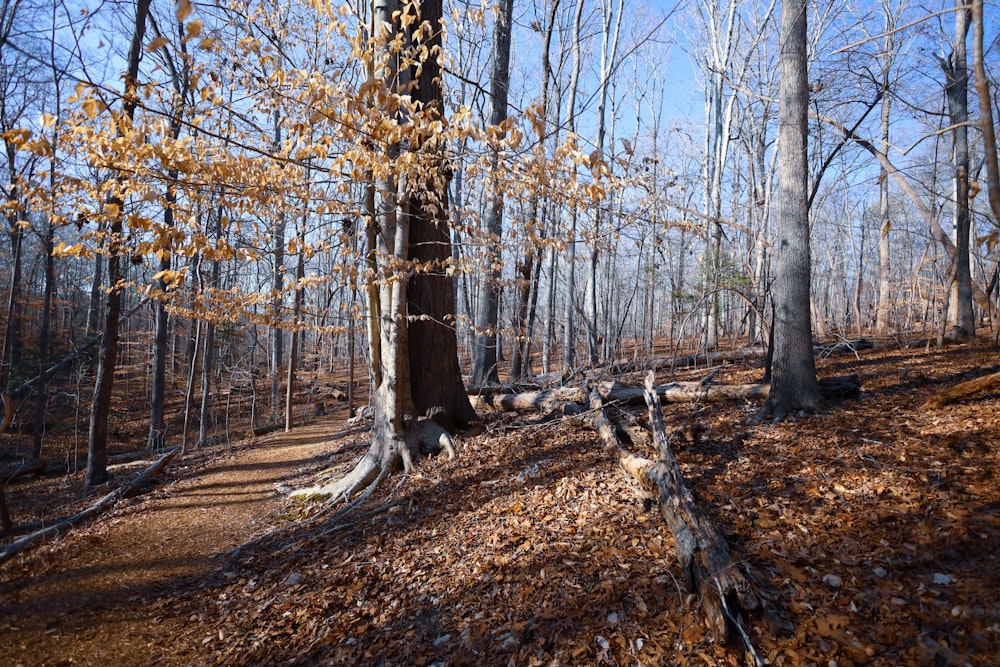 a trail in the woods with lots of leaves on the ground