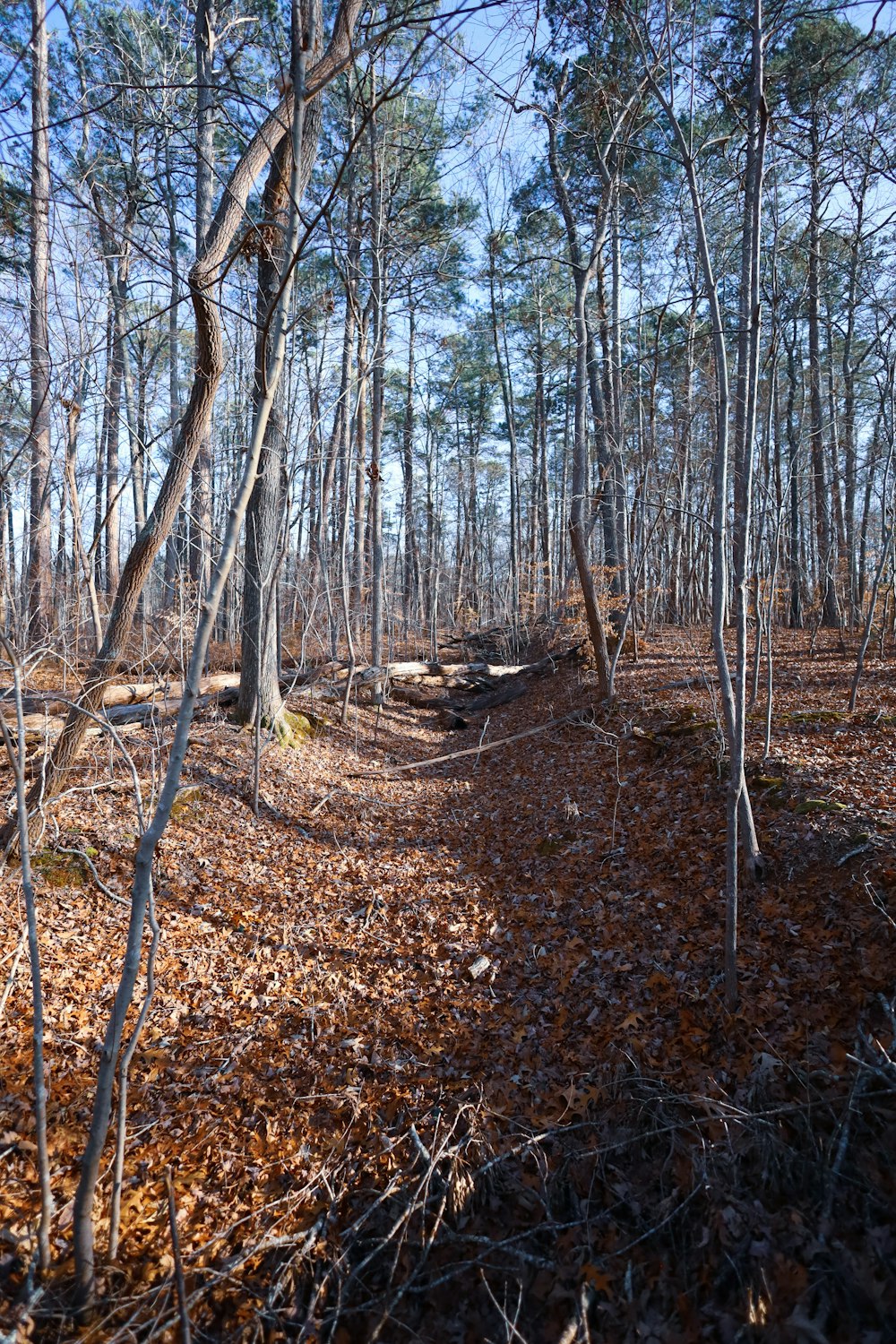 a dirt path in the woods surrounded by trees