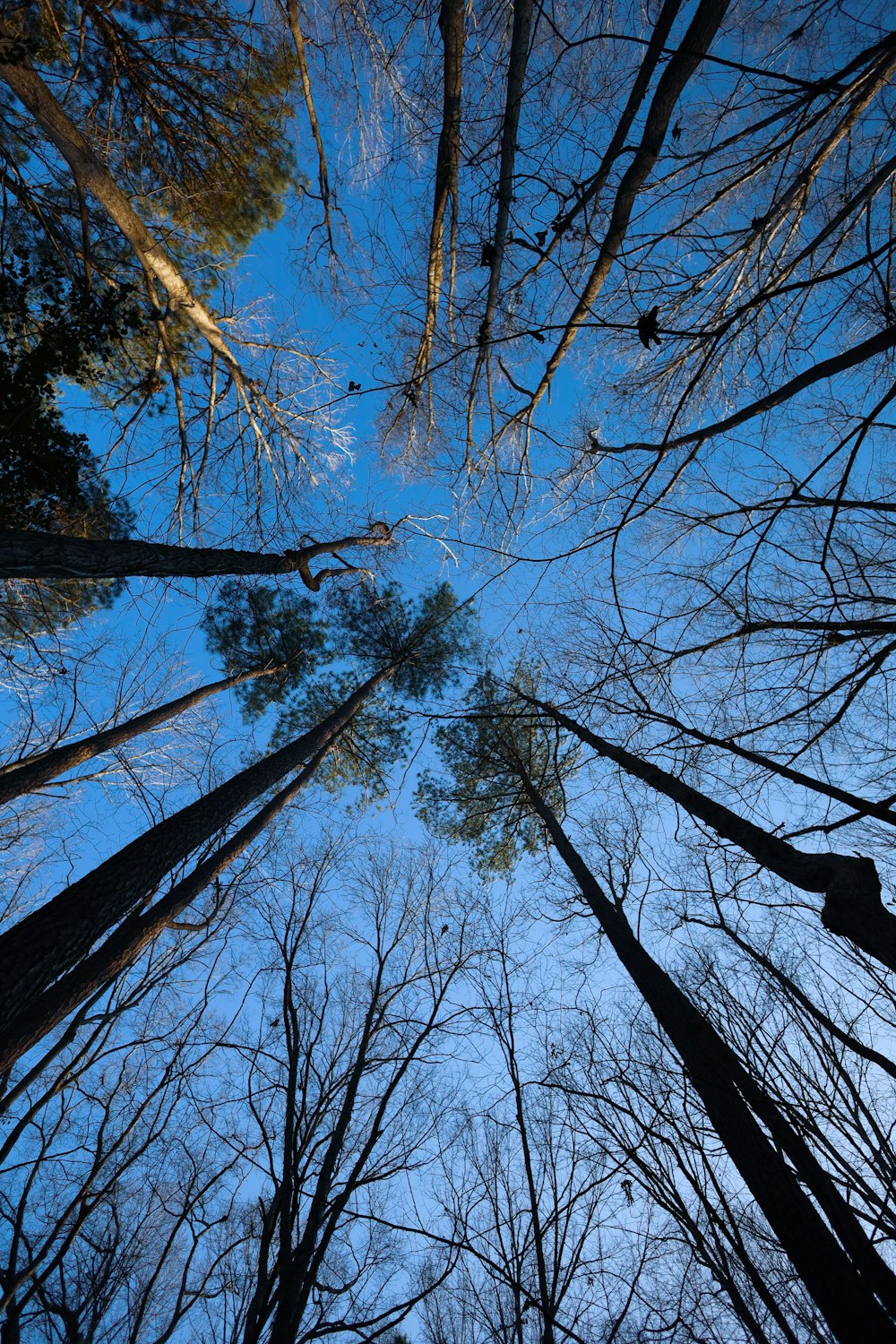 a group of tall trees standing in the middle of a forest