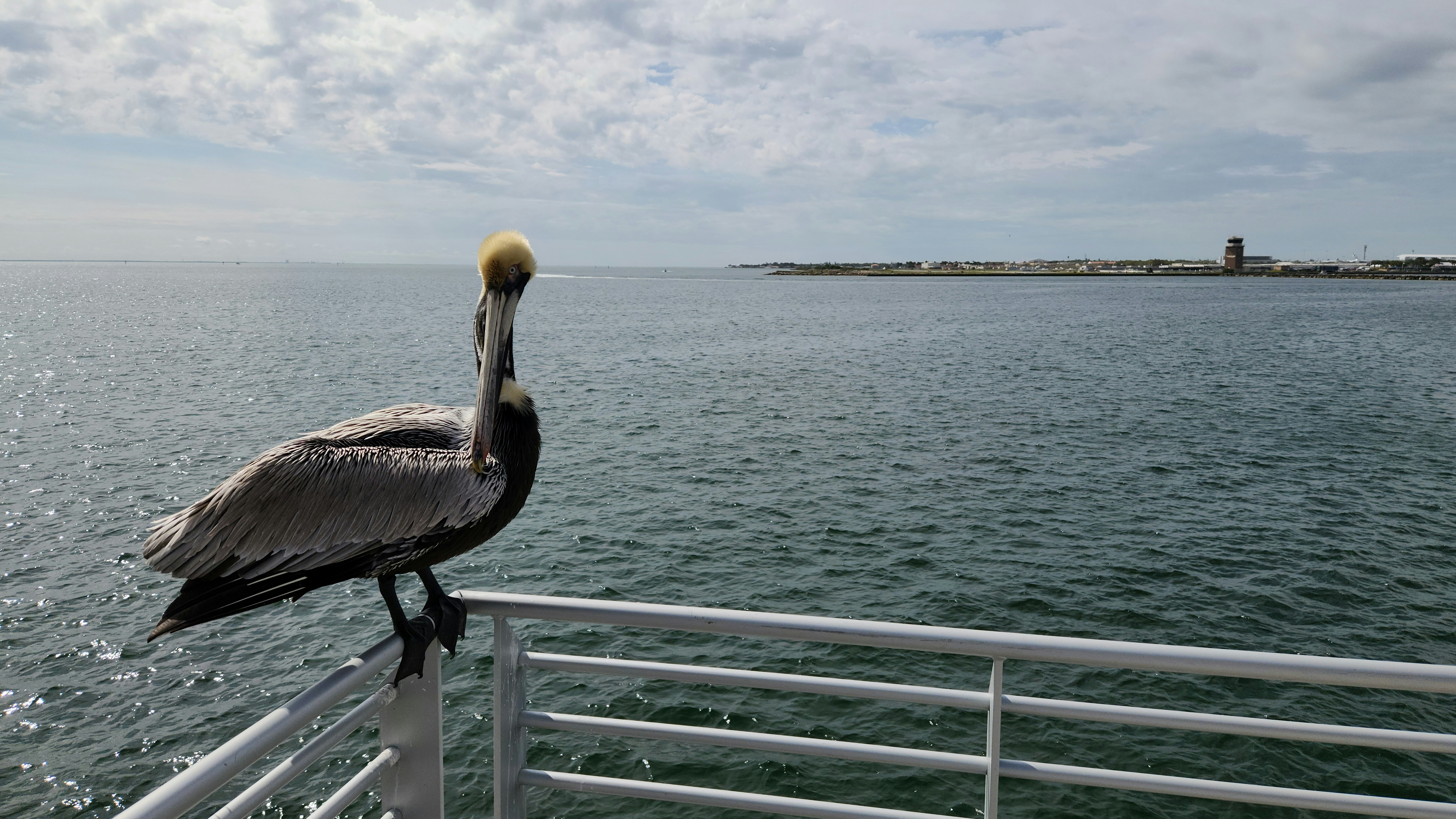 a pelican standing on the railing of a boat