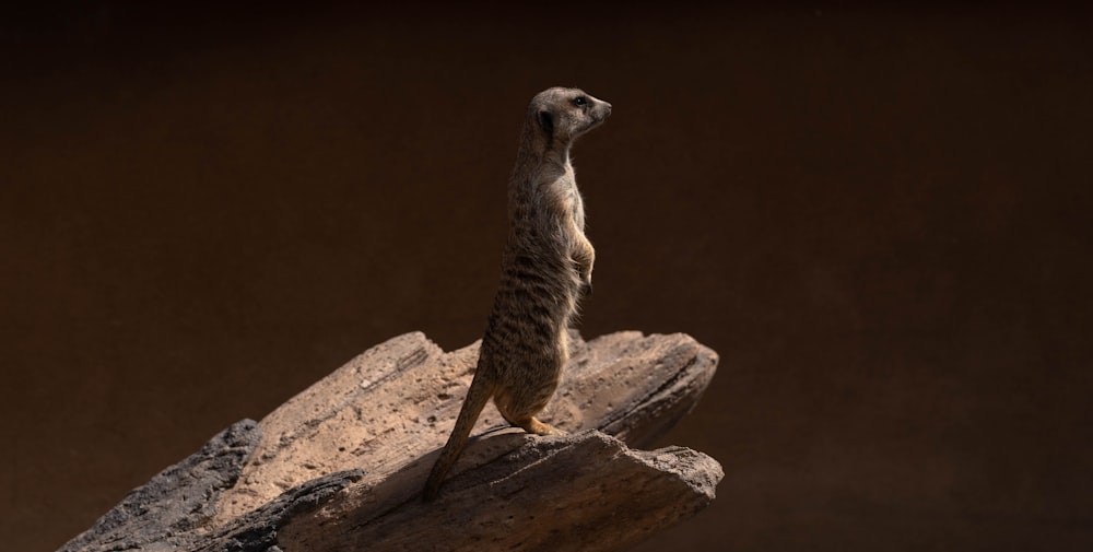 a small animal standing on top of a rock