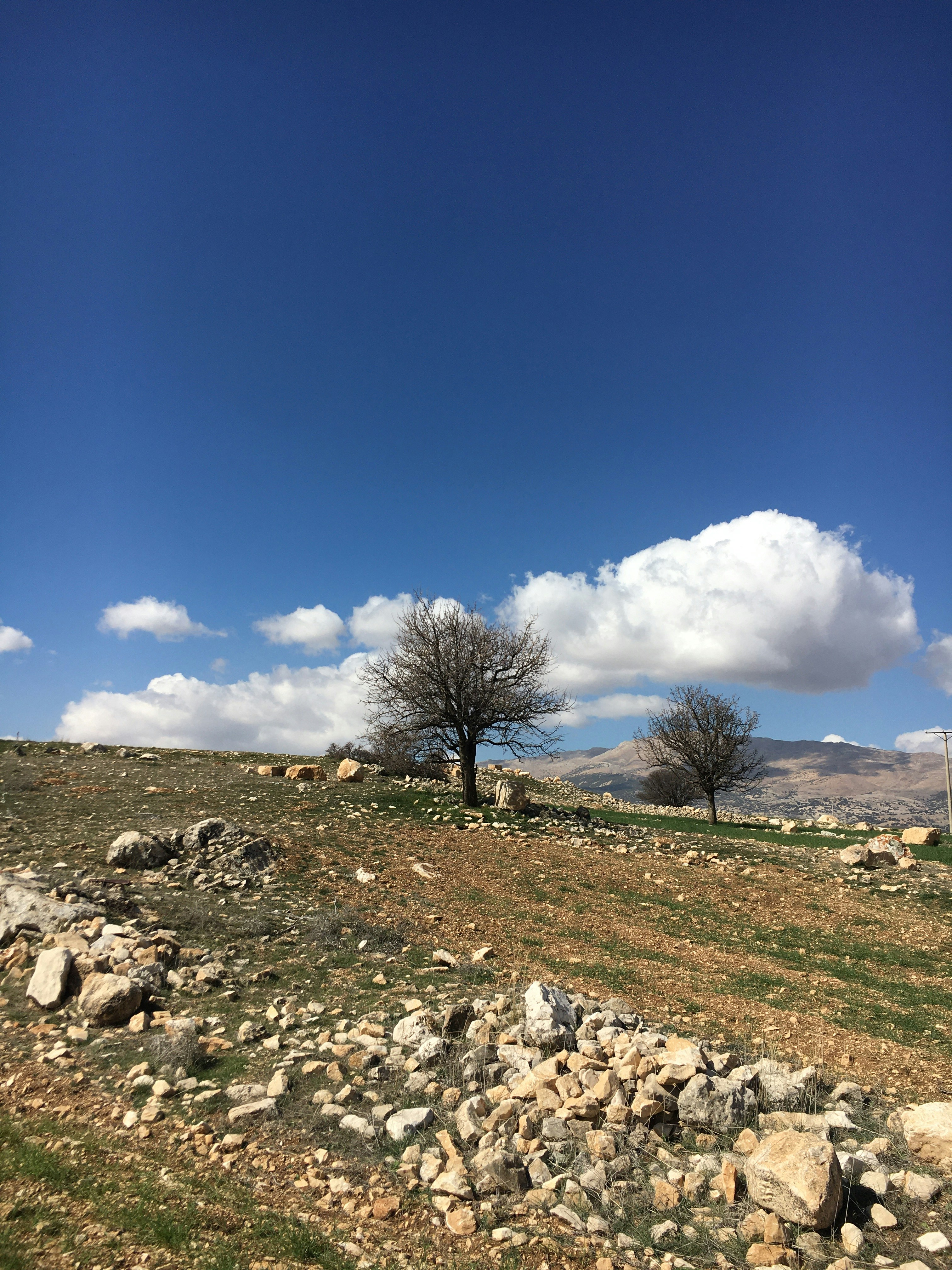 a lone tree on a rocky hillside under a blue sky