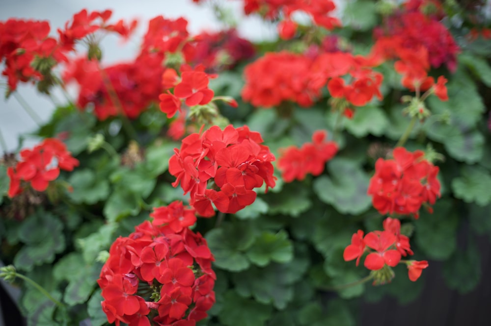 a bunch of red flowers that are in a pot