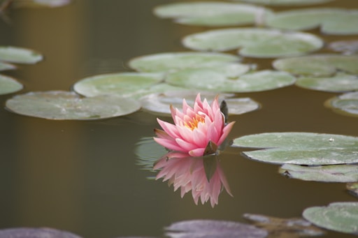 a pink water lily in a pond with lily pads