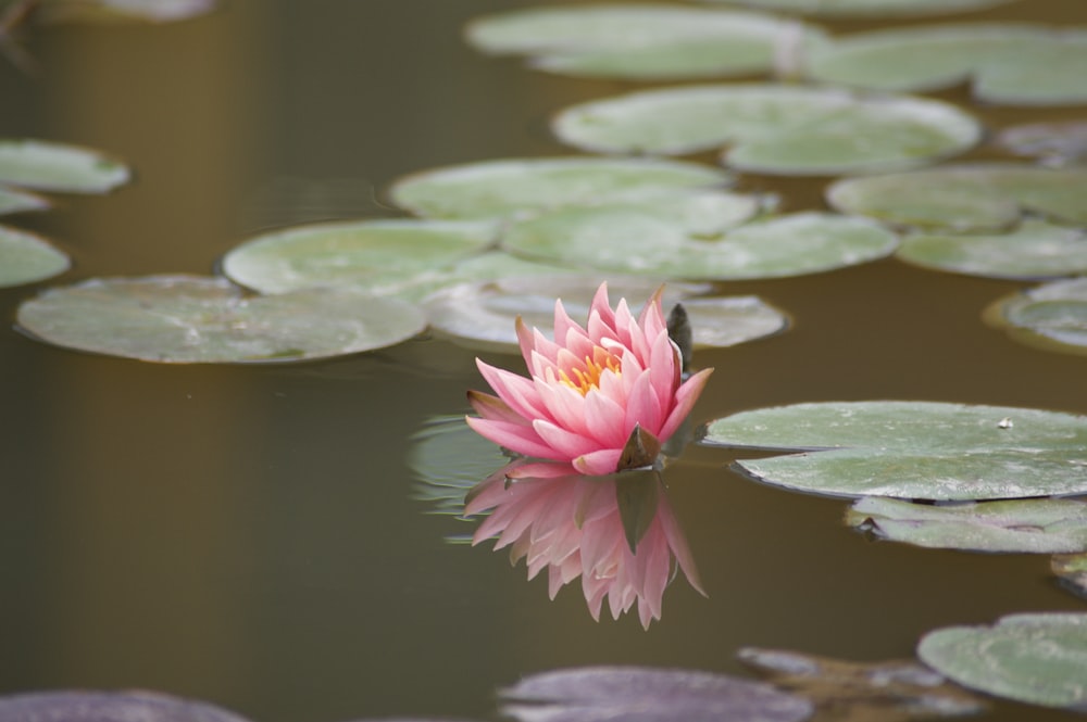 um lírio-d'água rosa em uma lagoa com almofadas de lírio