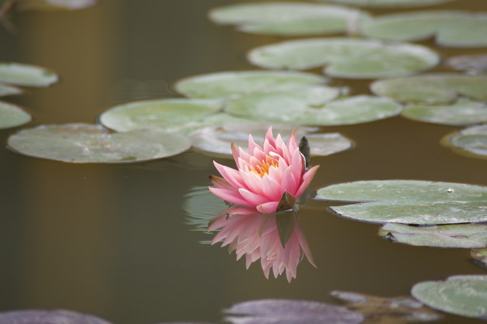 a pink water lily in a pond with lily pads