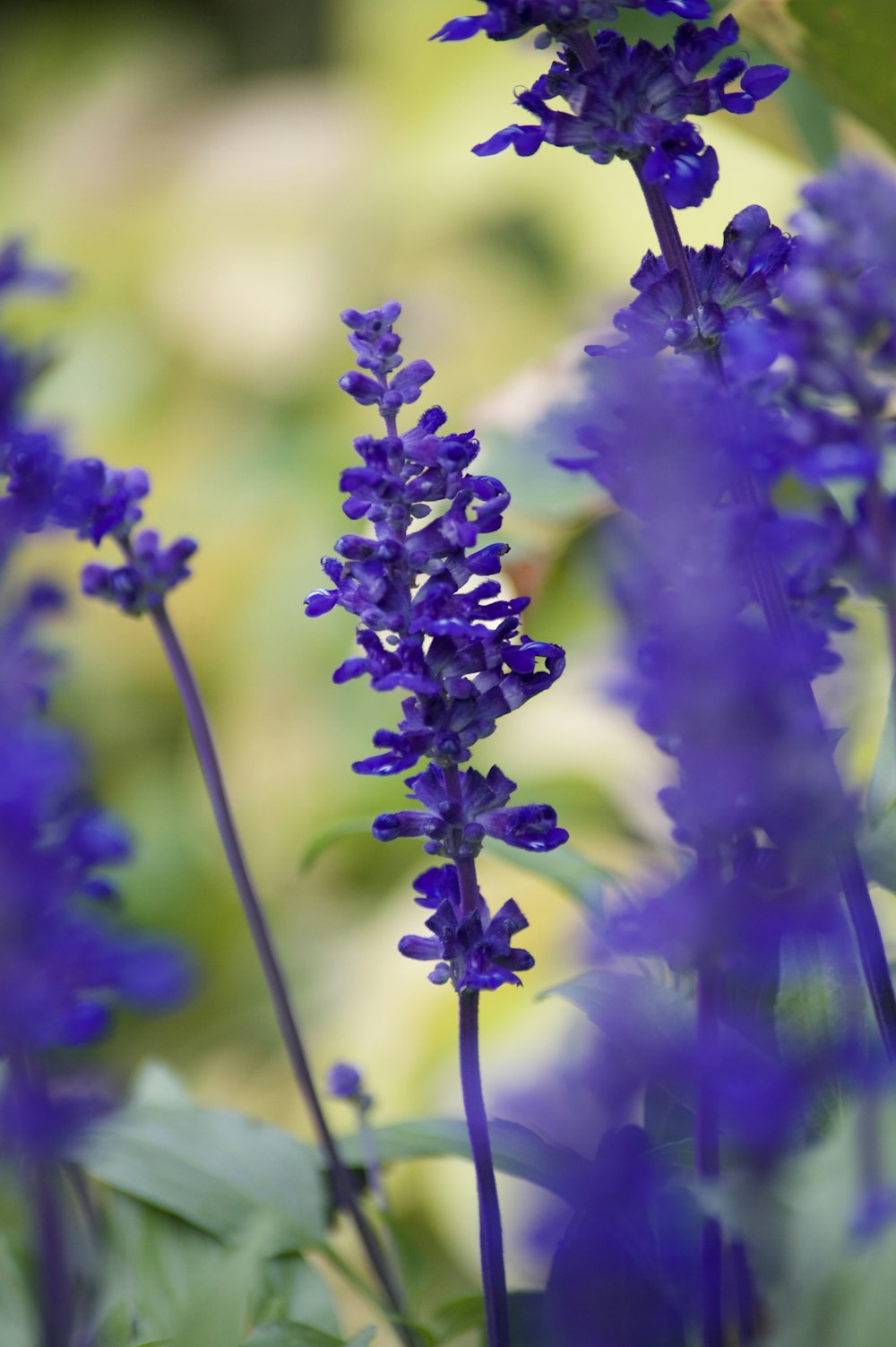 a bunch of purple flowers with green leaves