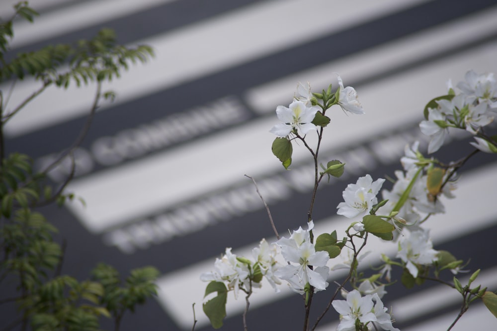 a branch with white flowers and green leaves