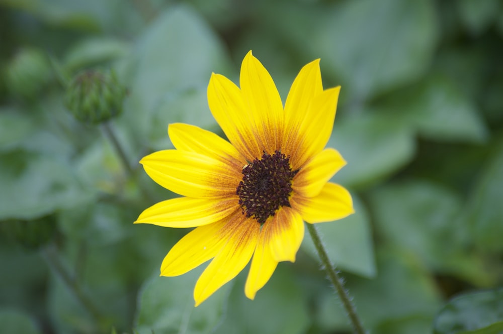 a yellow flower with a brown center surrounded by green leaves