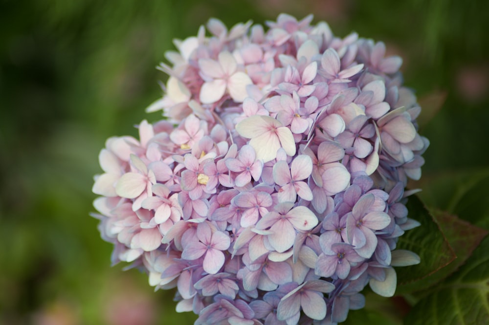 a close up of a purple flower with green leaves