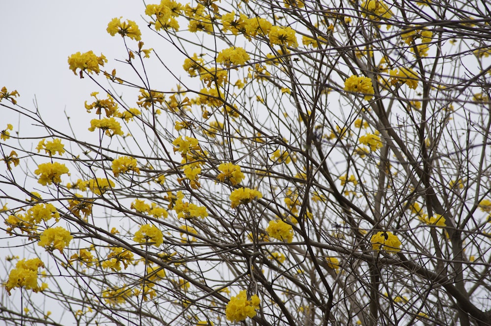 a tree with yellow flowers in front of a gray sky