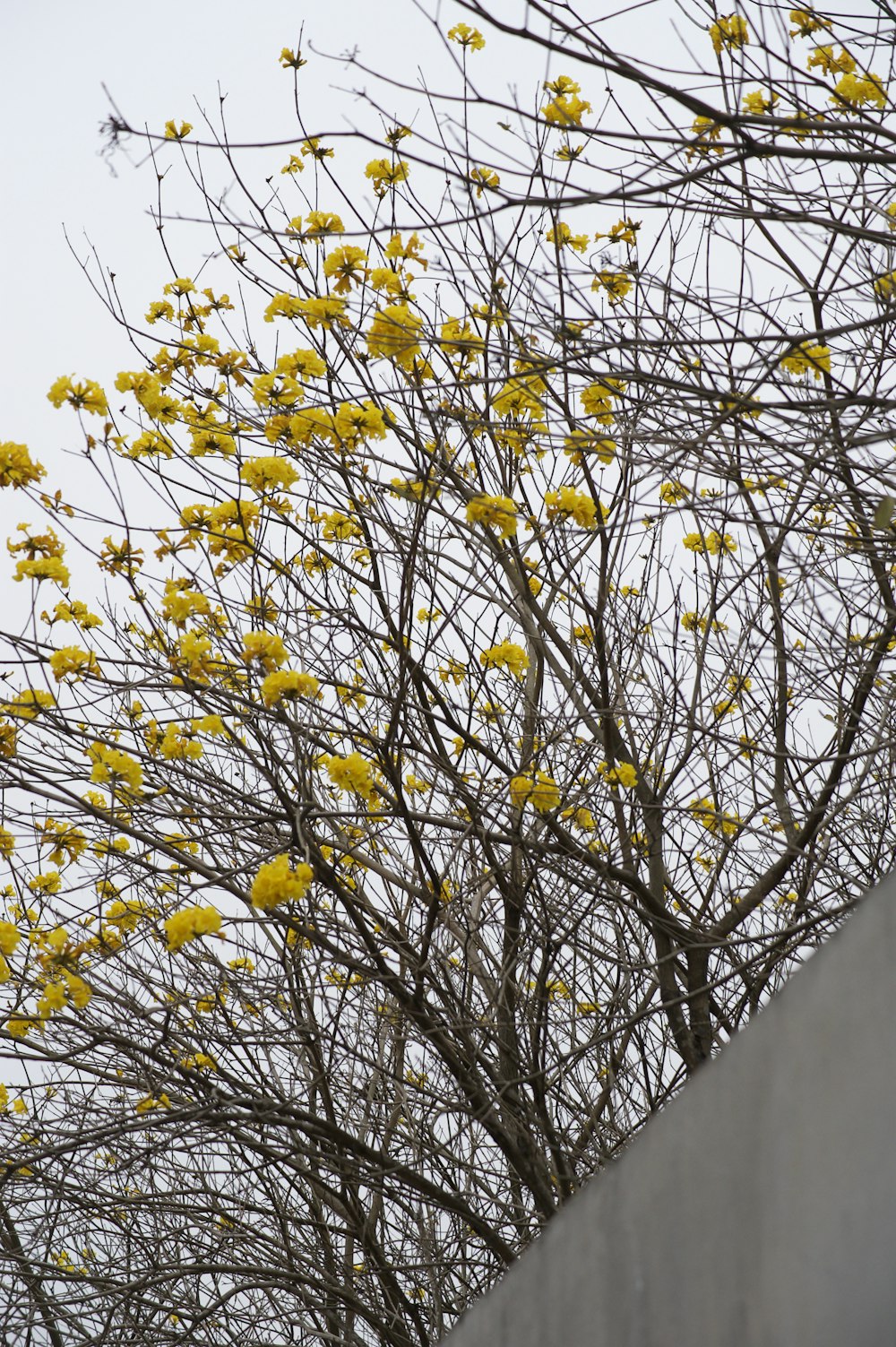a tree with yellow flowers next to a cement wall
