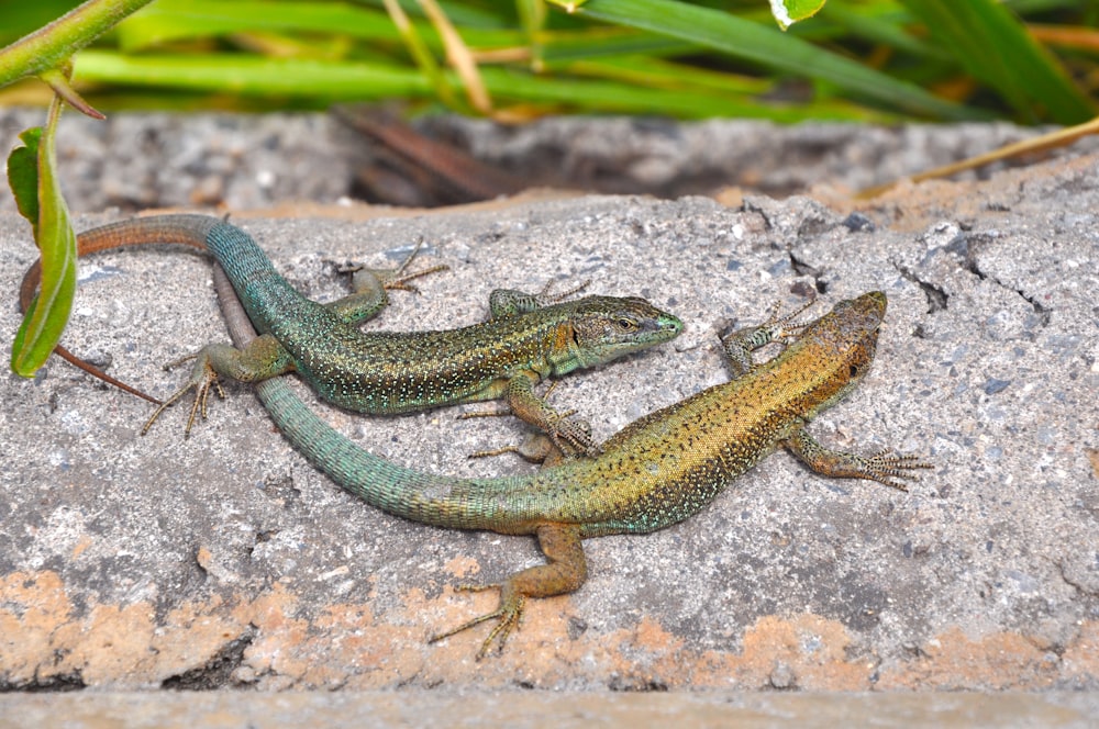 a couple of small lizards sitting on a rock