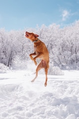 a dog jumping in the air in the snow
