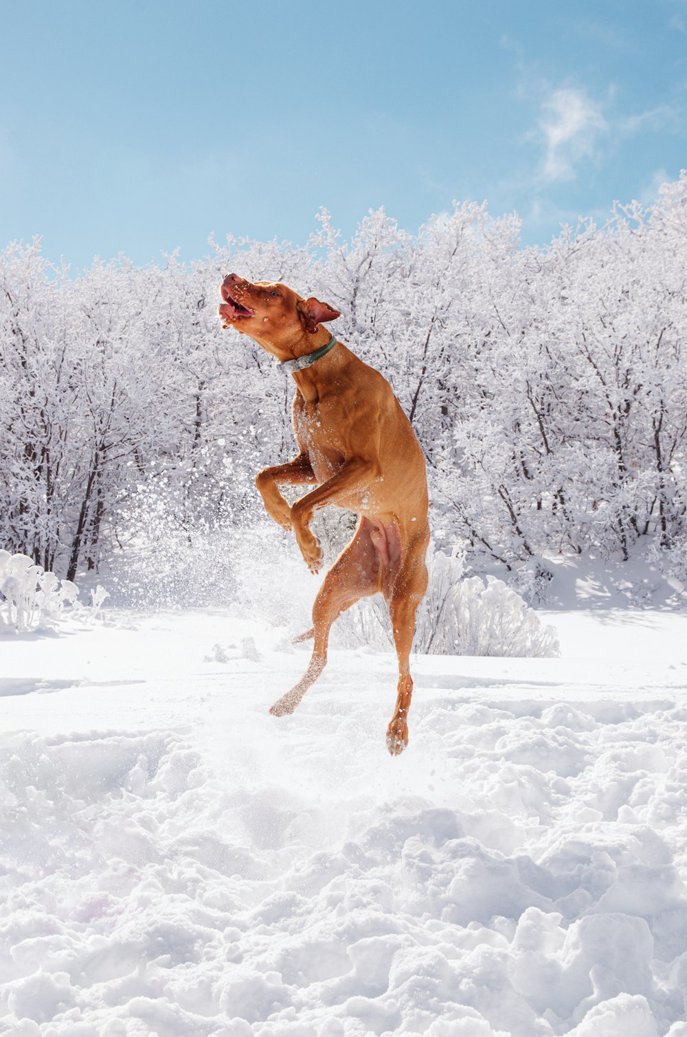 a dog jumping in the air in the snow