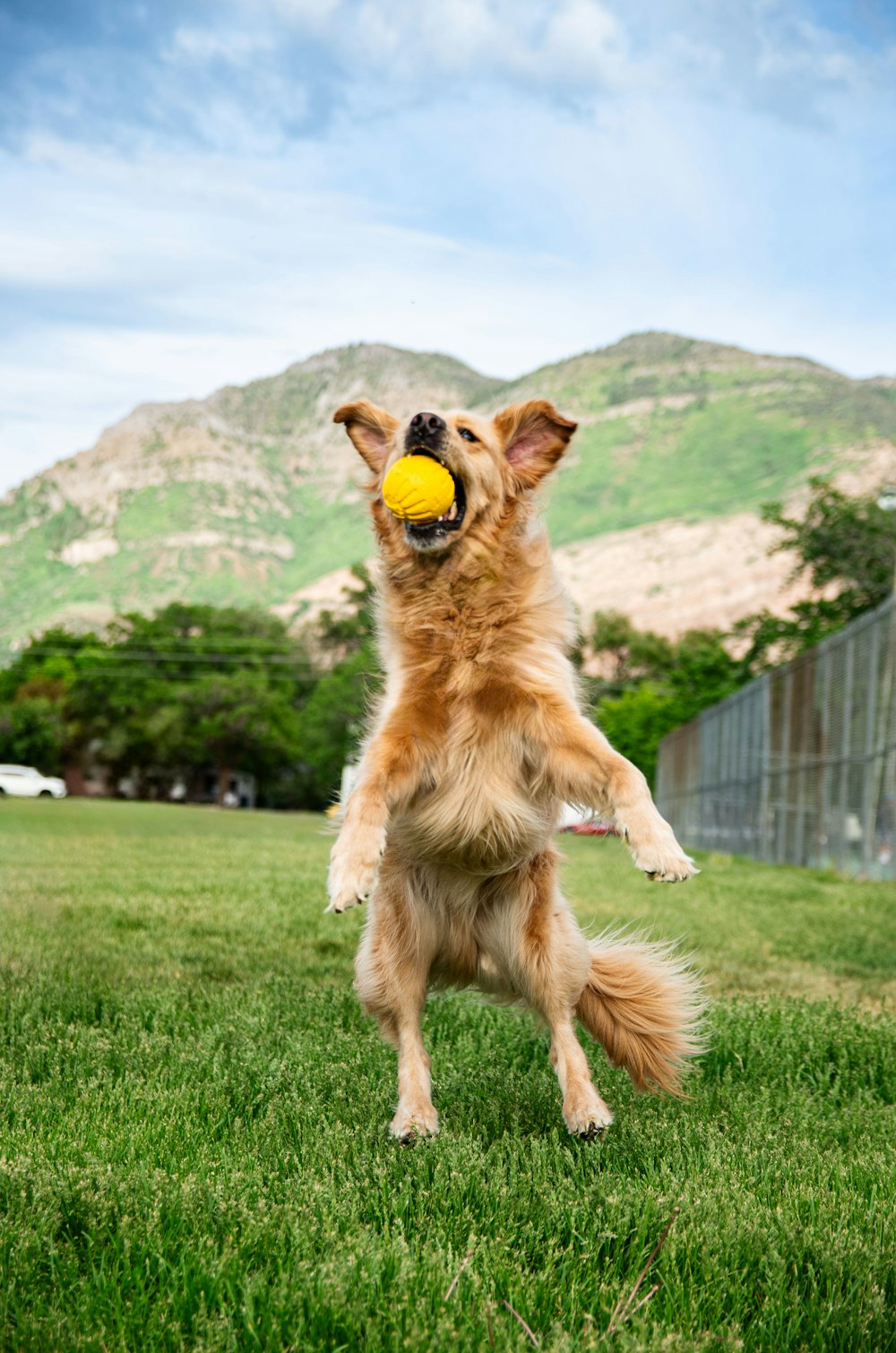 a dog jumping in the air to catch a frisbee