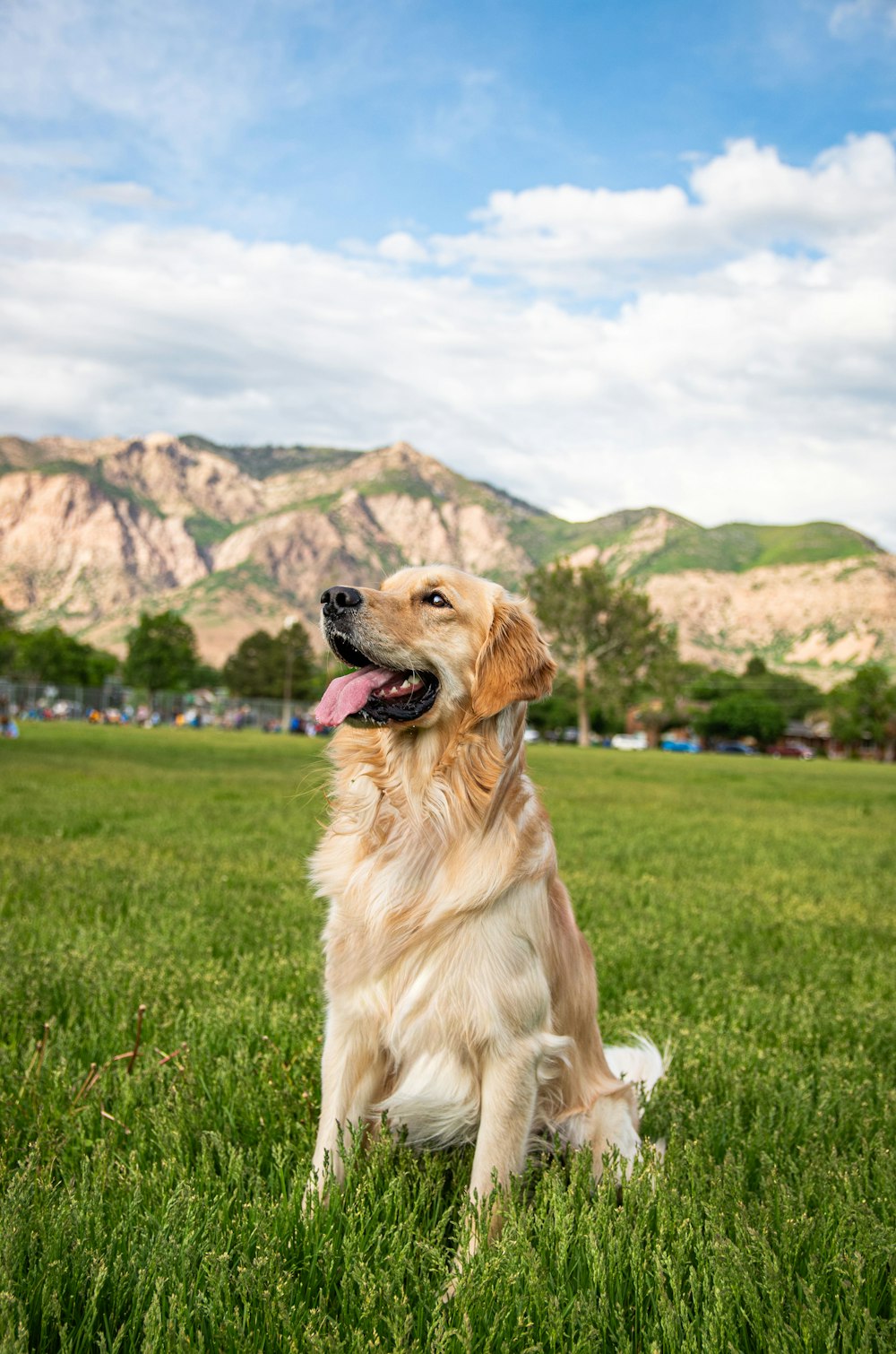 a dog sitting in the grass with a mountain in the background
