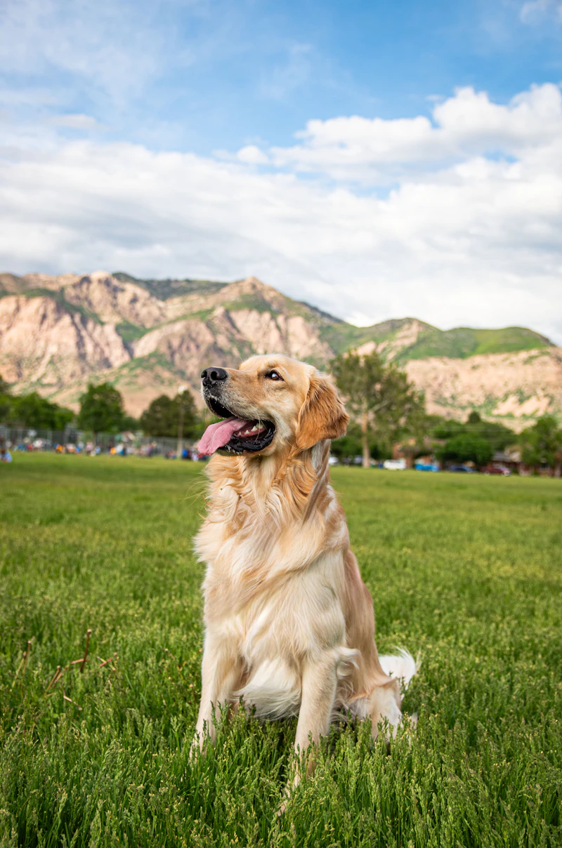Wren on holiday, sitting on a lawn below rocky hills