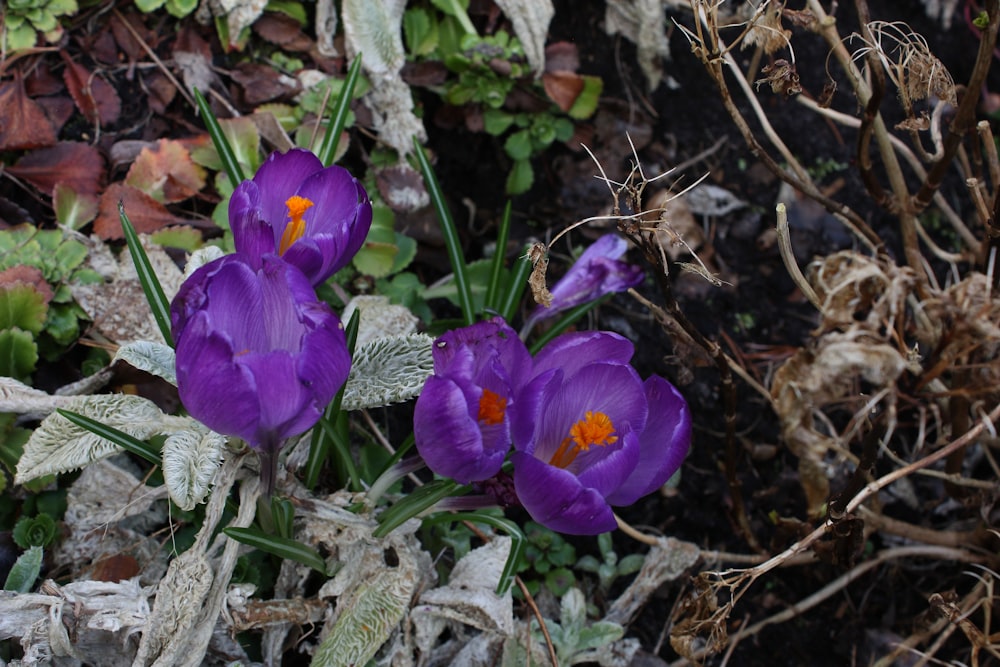 a group of purple flowers sitting on top of a forest floor