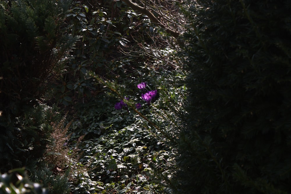 a purple flower sitting in the middle of a forest
