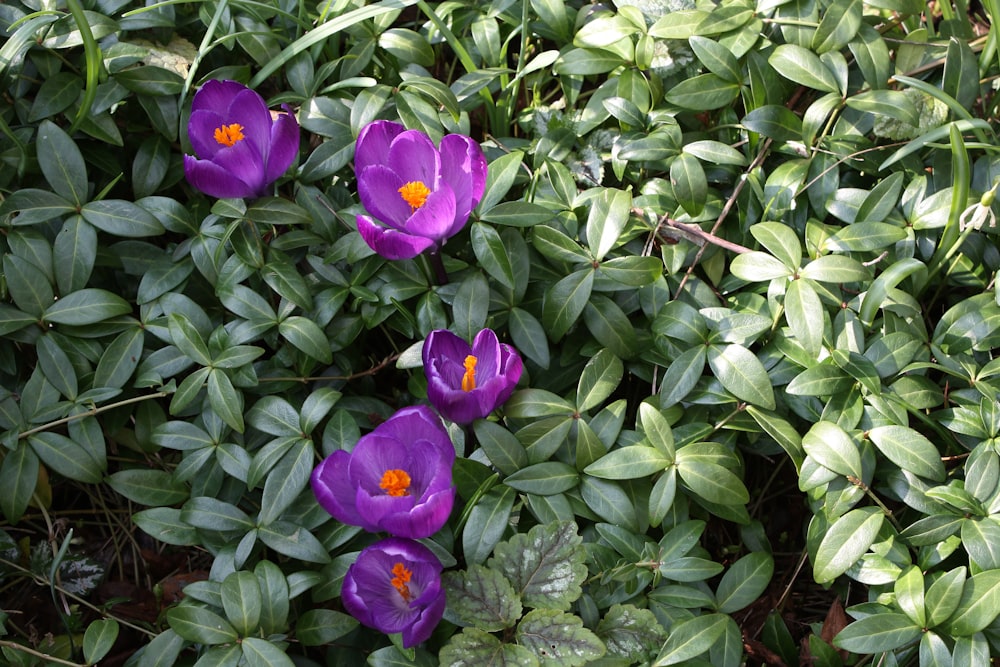 a group of purple flowers surrounded by green leaves