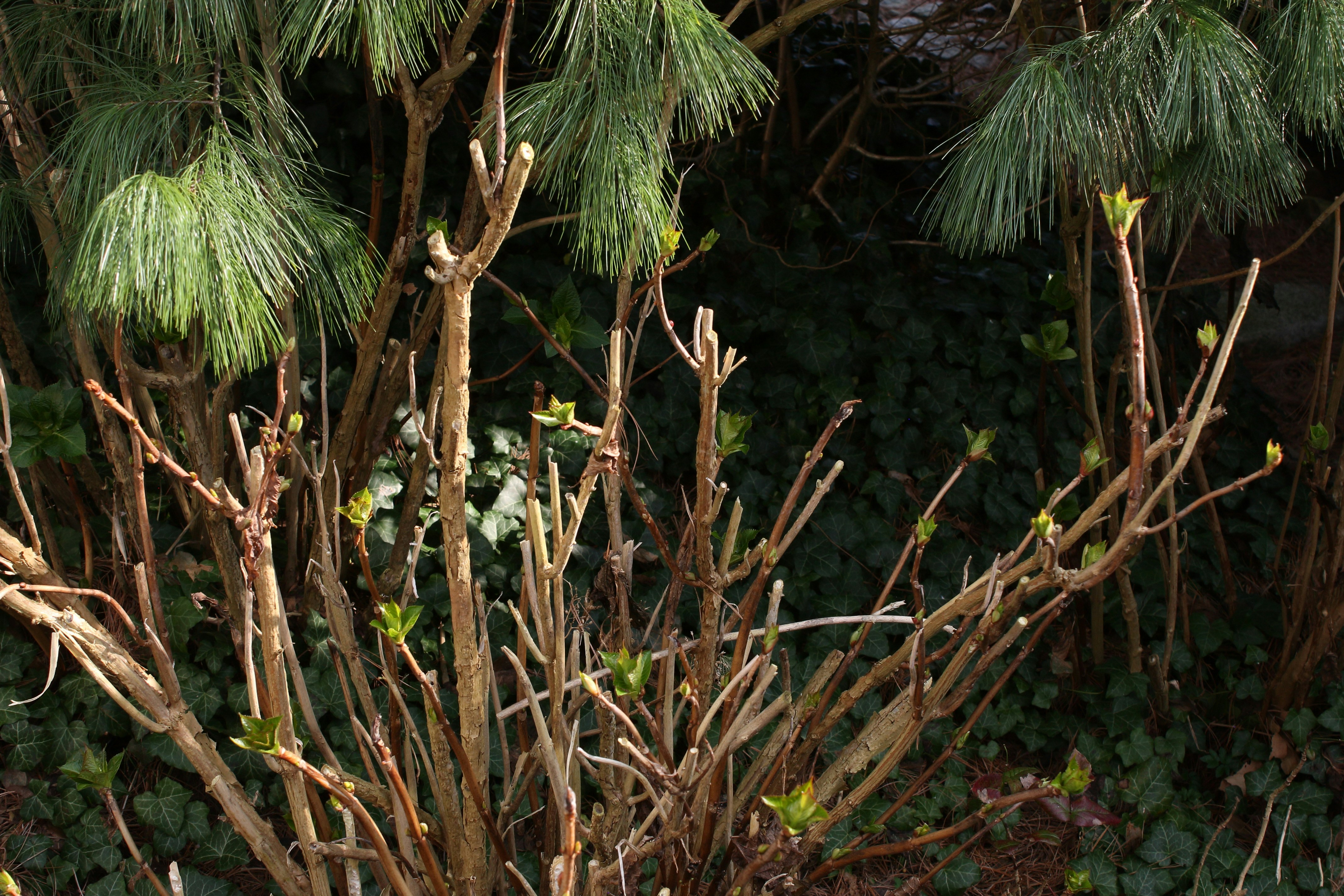 Three-cut pruning method showing undercut, relief cut, and final branch collar cut
