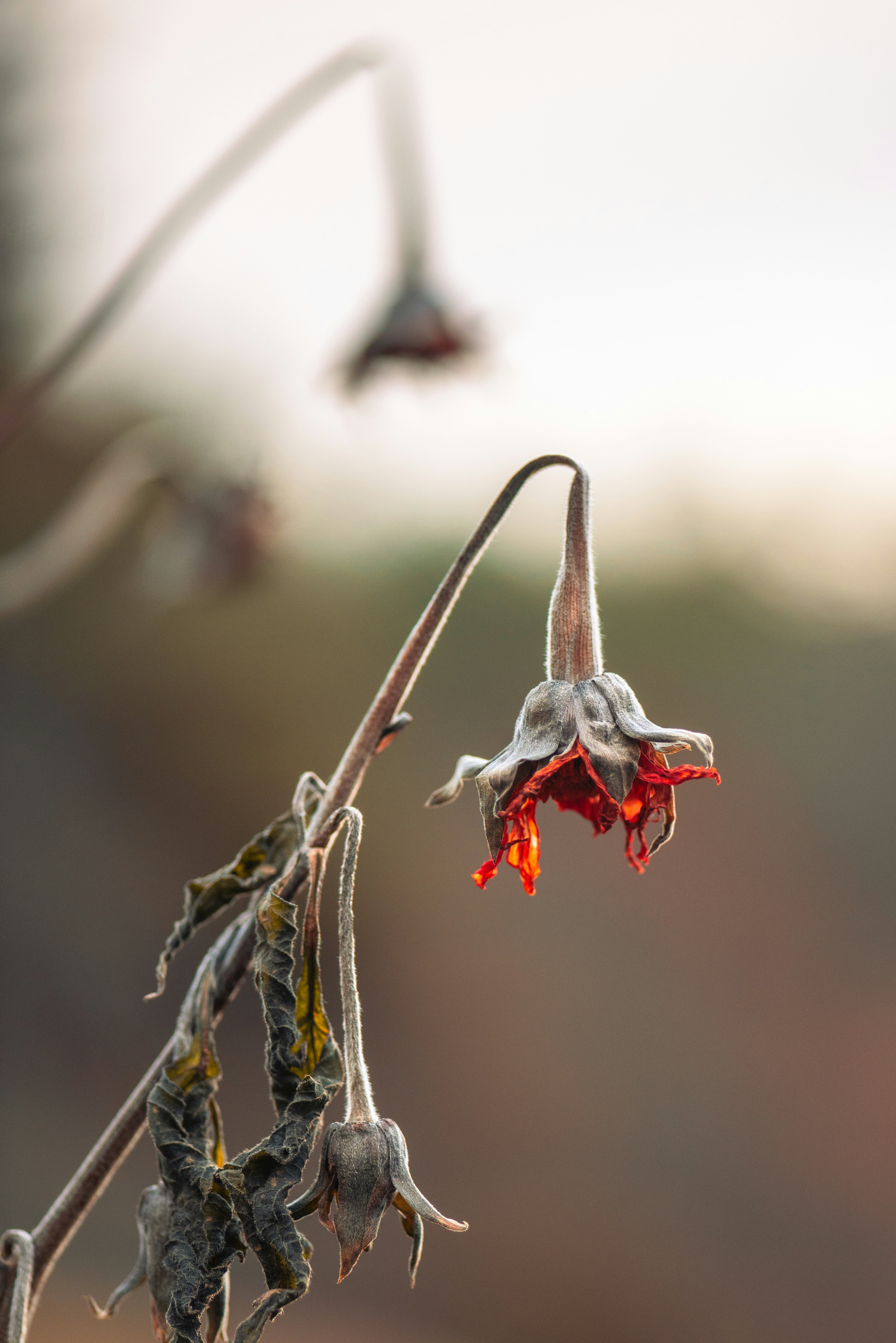un primo piano di un fiore con uno sfondo sfocato