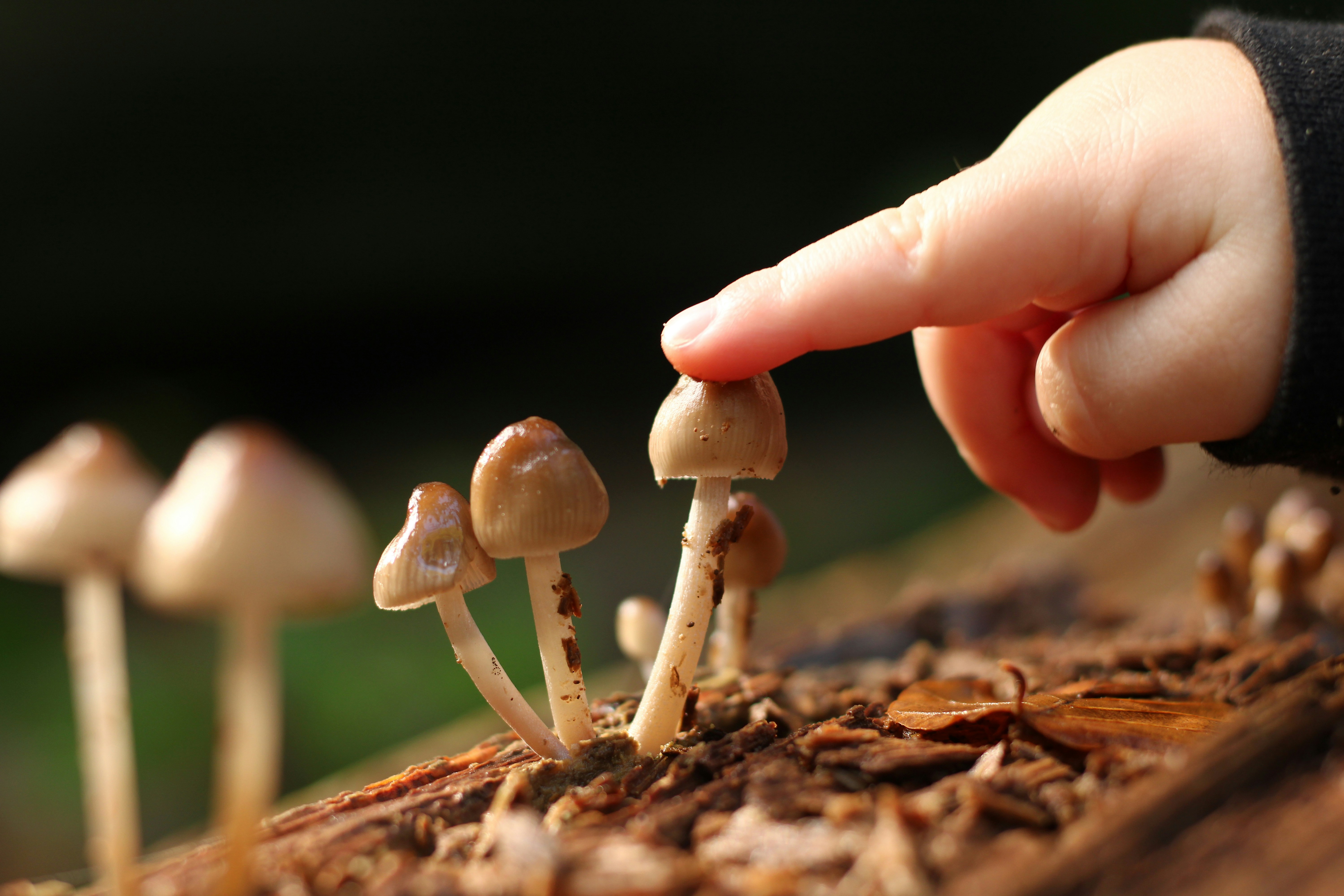 Hand selecting mushrooms