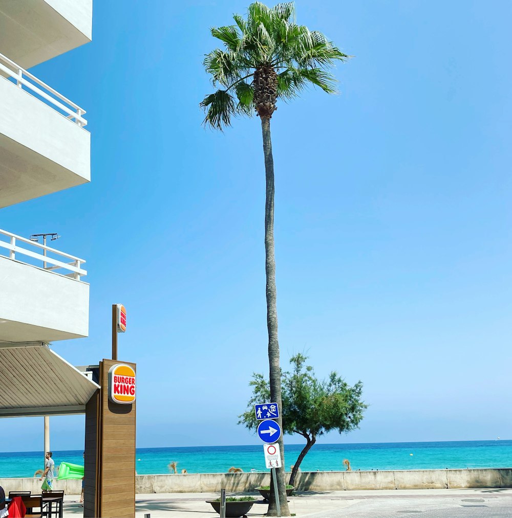 a tall palm tree sitting next to the ocean