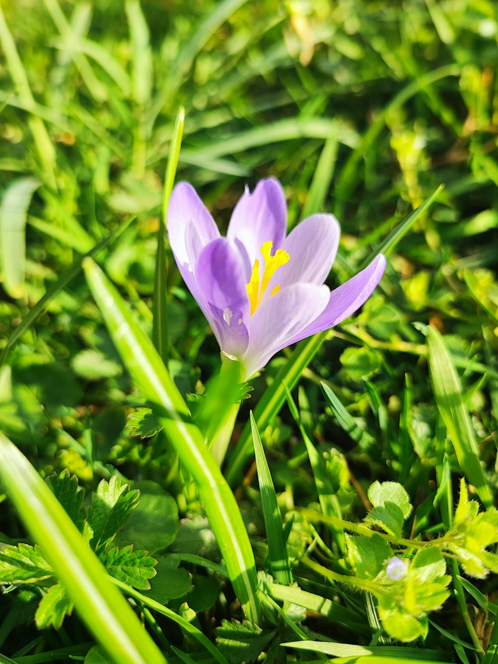 a single purple flower sitting in the grass