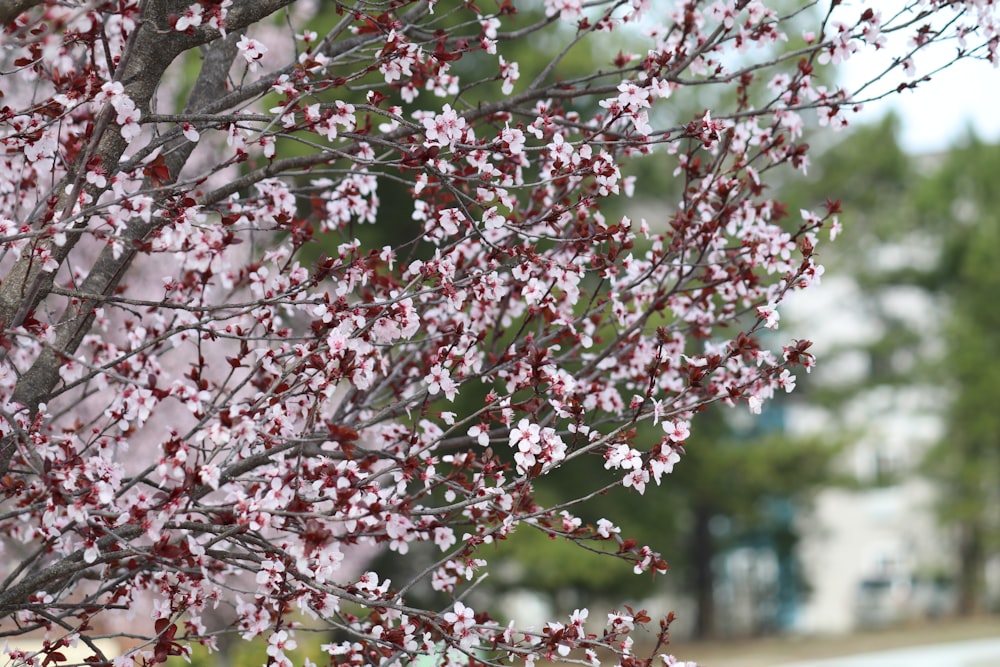 a tree with red and white flowers in a park