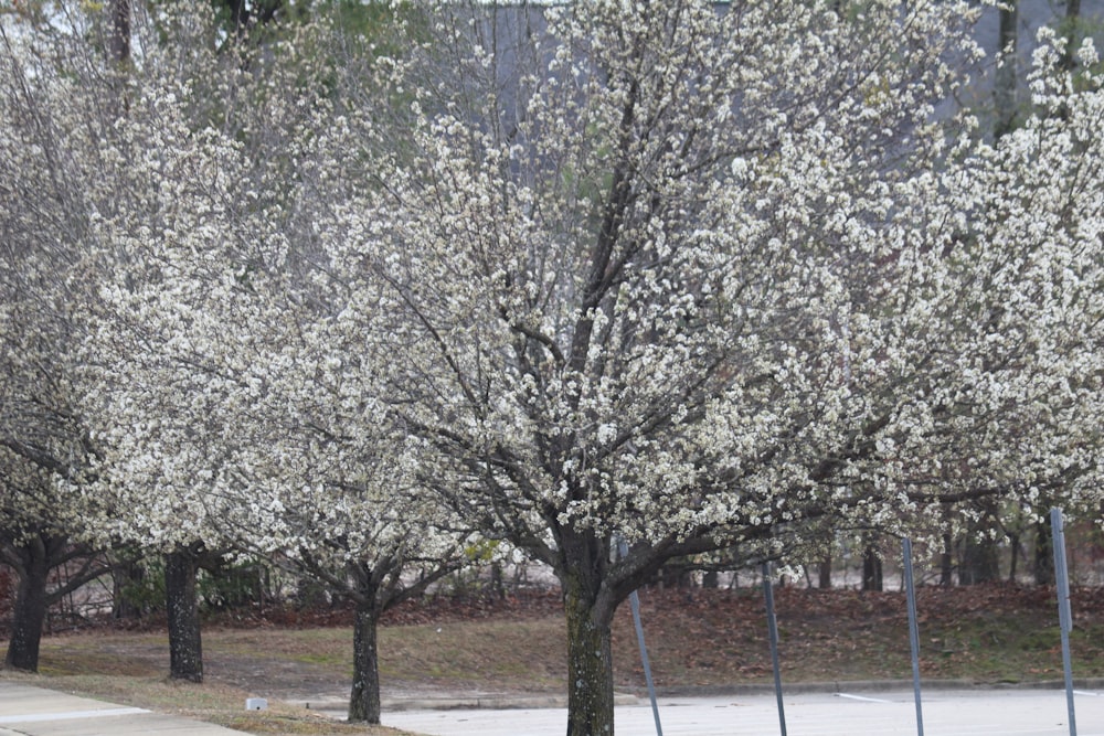 a tree with white flowers in a park