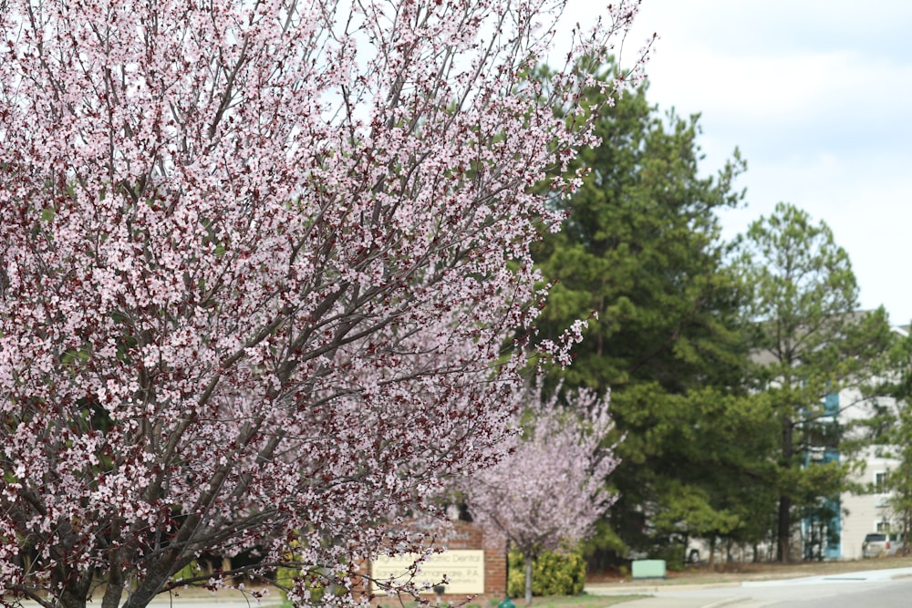 a tree with pink flowers in the middle of a street