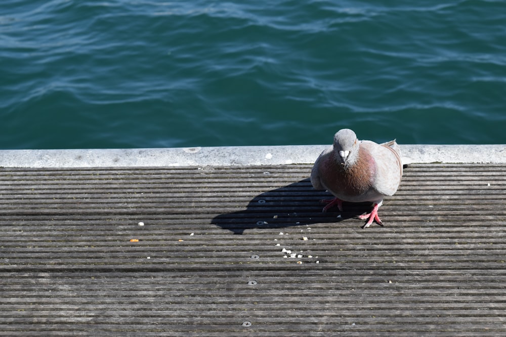 a pigeon standing on a dock next to a body of water