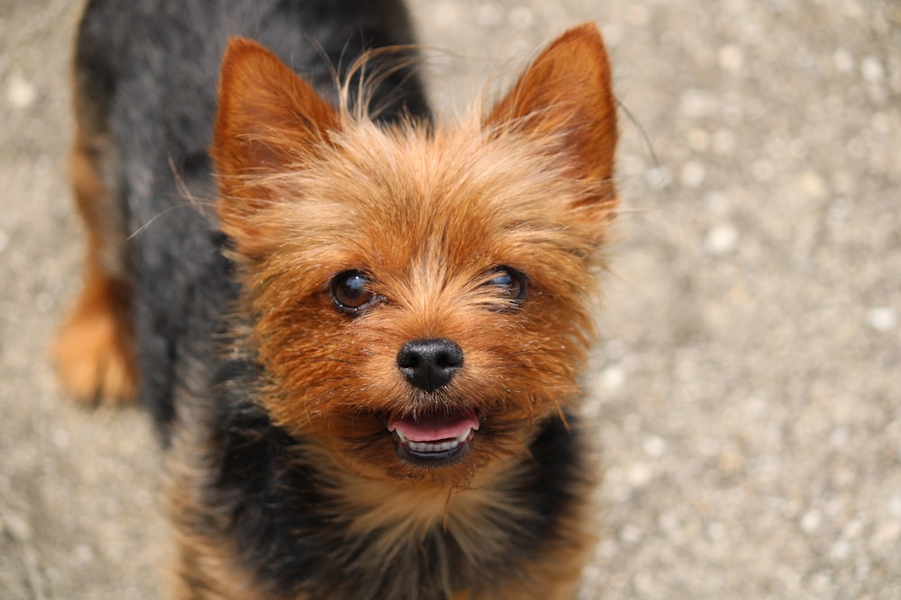 a small brown and black dog standing on top of a dirt field