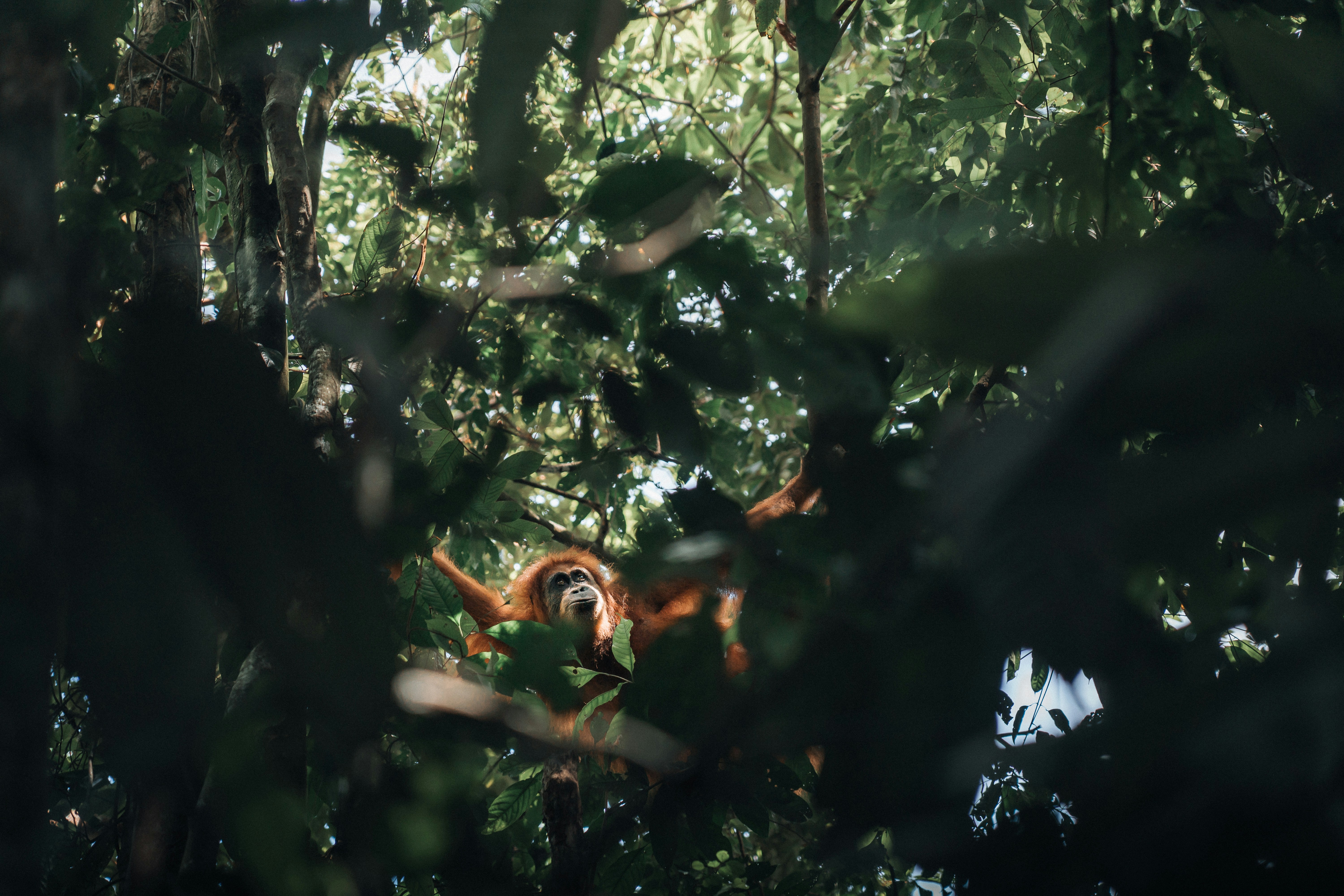 Life on Orangutan Island (image credits: unsplash)
