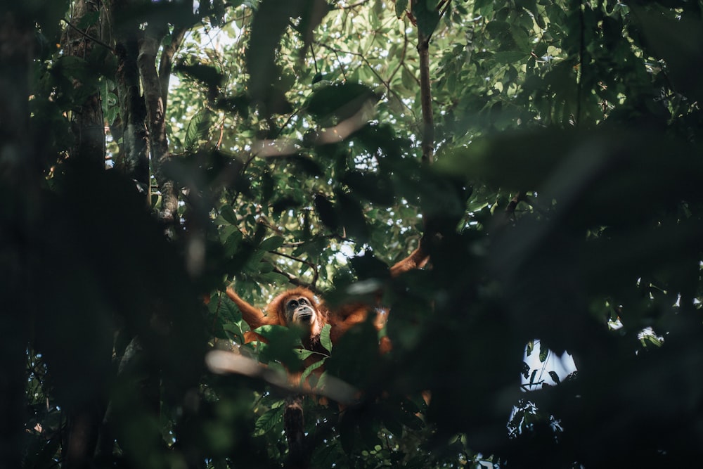 an oranguel hanging in a tree in the jungle